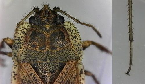 Réf. 225 342 : Emblethis ciliatus